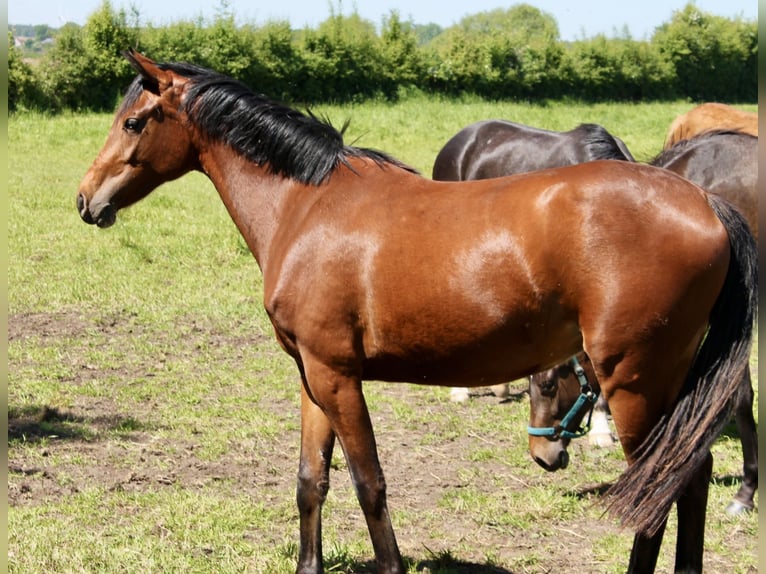 Hannoveraan Merrie 2 Jaar 162 cm Donkerbruin in Neustadt am Rübenberge