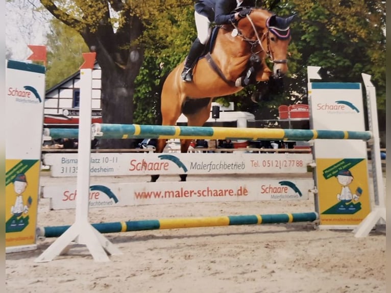 Hannoveraan Merrie 2 Jaar 163 cm Bruin in Gifhorn