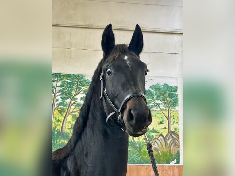 Hannoveraan Merrie 2 Jaar 163 cm Donkerbruin in Rees