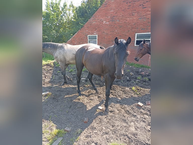 Hannoveraan Merrie 2 Jaar 163 cm Zwart in Ihlow Bangstede