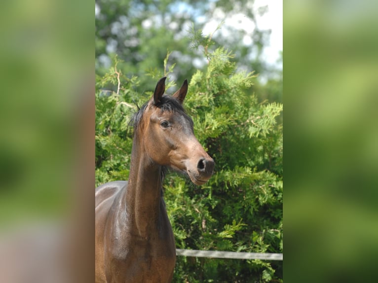 Hannoveraan Merrie 2 Jaar 164 cm Bruin in Bockenem