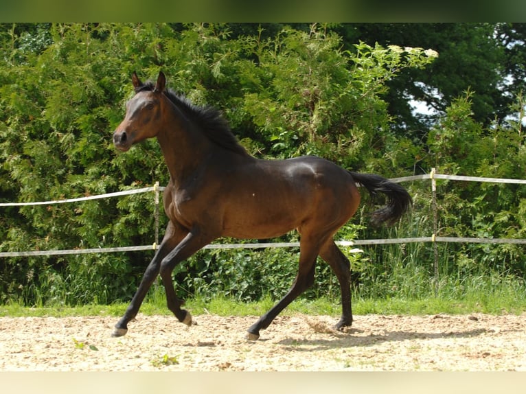 Hannoveraan Merrie 2 Jaar 164 cm Bruin in Bockenem