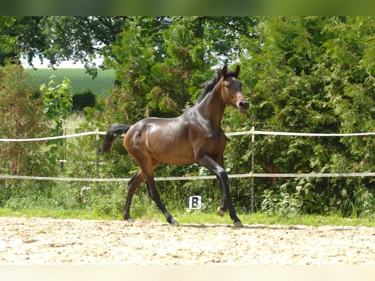 Hannoveraan Merrie 2 Jaar 164 cm Bruin in Bockenem