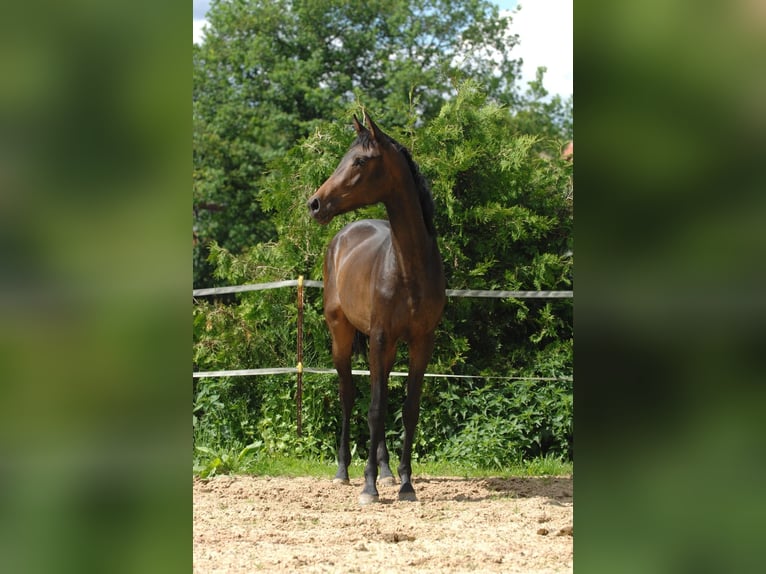 Hannoveraan Merrie 2 Jaar 164 cm Bruin in Bockenem