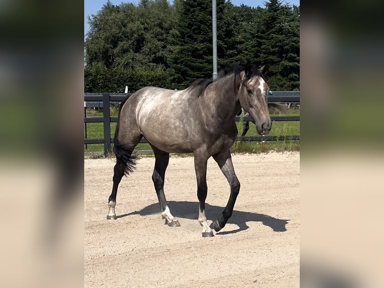 Hannoveraan Merrie 2 Jaar 164 cm kan schimmel zijn in Ostrhauderfehn Hannoveraan Merrie 2 Jaar 164 cm kan schimmel zijn in Ostrhauderfehn