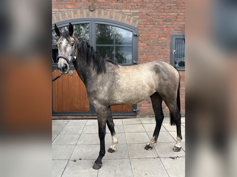 Hannoveraan Merrie 2 Jaar 164 cm kan schimmel zijn in Ostrhauderfehn Hannoveraan Merrie 2 Jaar 164 cm kan schimmel zijn in Ostrhauderfehn