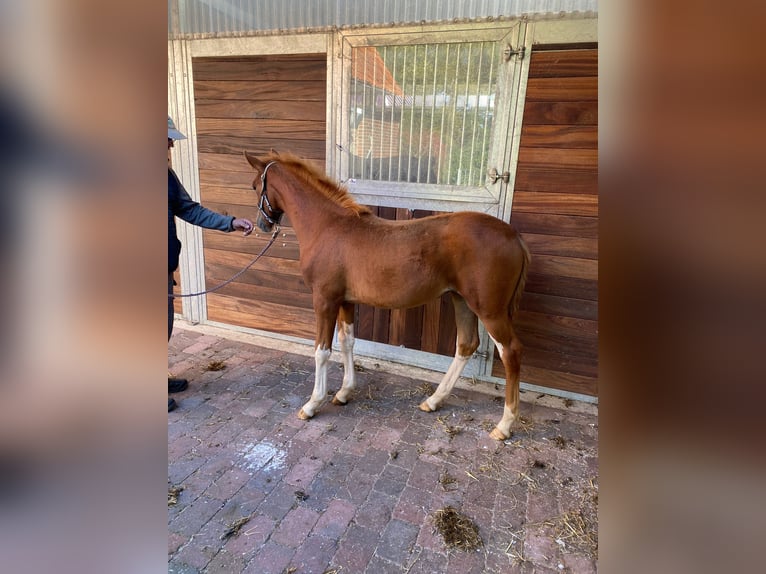 Hannoveraan Merrie 2 Jaar 164 cm Vos in Siegen