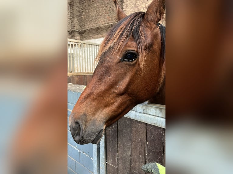 Hannoveraan Merrie 2 Jaar 165 cm Bruin in Rommerskirchen