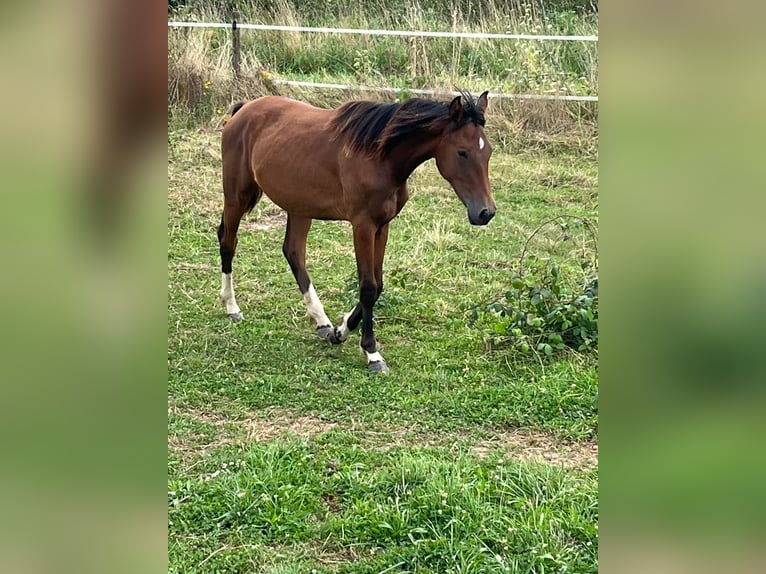 Hannoveraan Merrie 2 Jaar 165 cm Bruin in Rommerskirchen