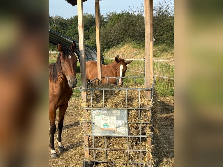 Hannoveraan Merrie 2 Jaar 165 cm Bruin in Rommerskirchen