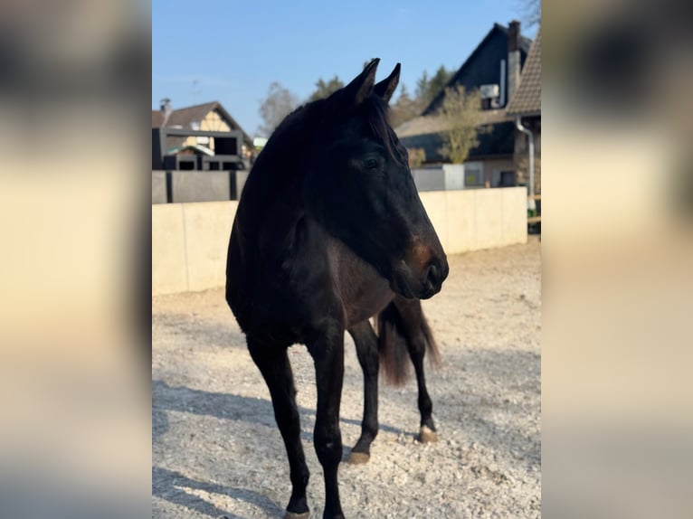 Hannoveraan Merrie 2 Jaar 165 cm Donkerbruin in Much