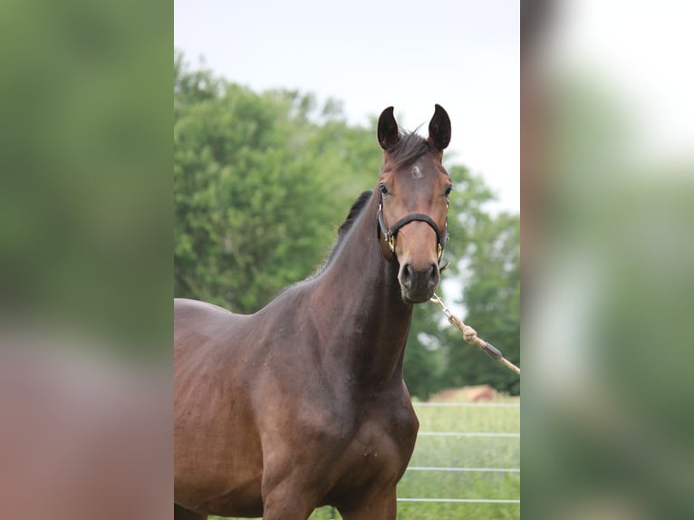 Hannoveraan Merrie 2 Jaar 165 cm Donkerbruin in Uetze