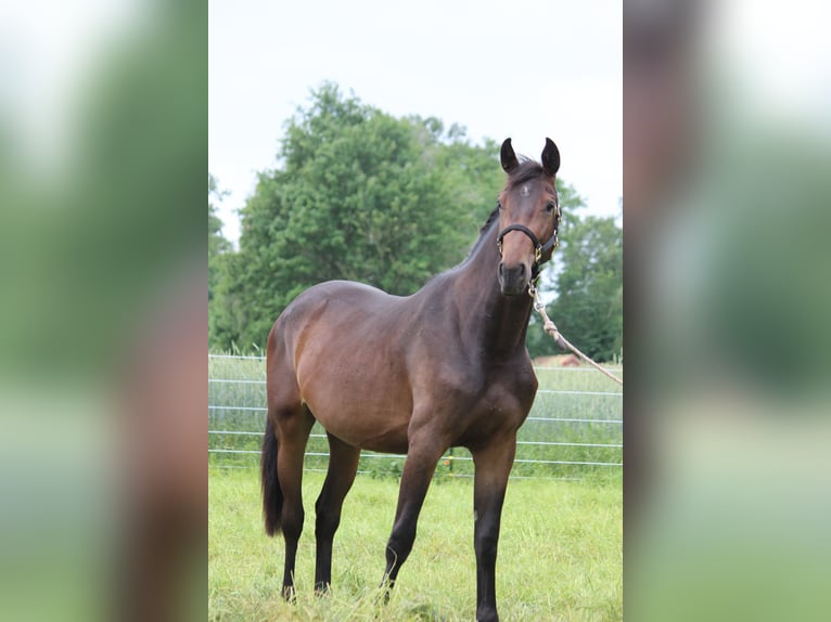 Hannoveraan Merrie 2 Jaar 165 cm Donkerbruin in Uetze