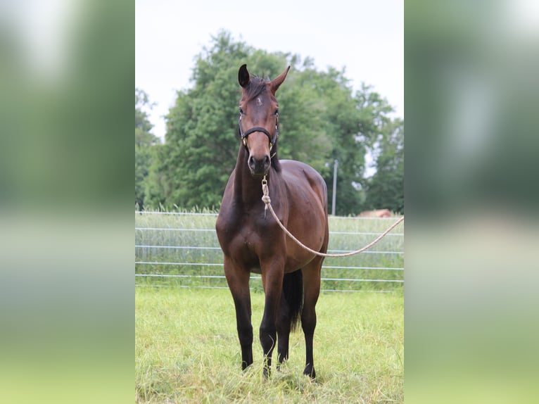 Hannoveraan Merrie 2 Jaar 165 cm Donkerbruin in Uetze