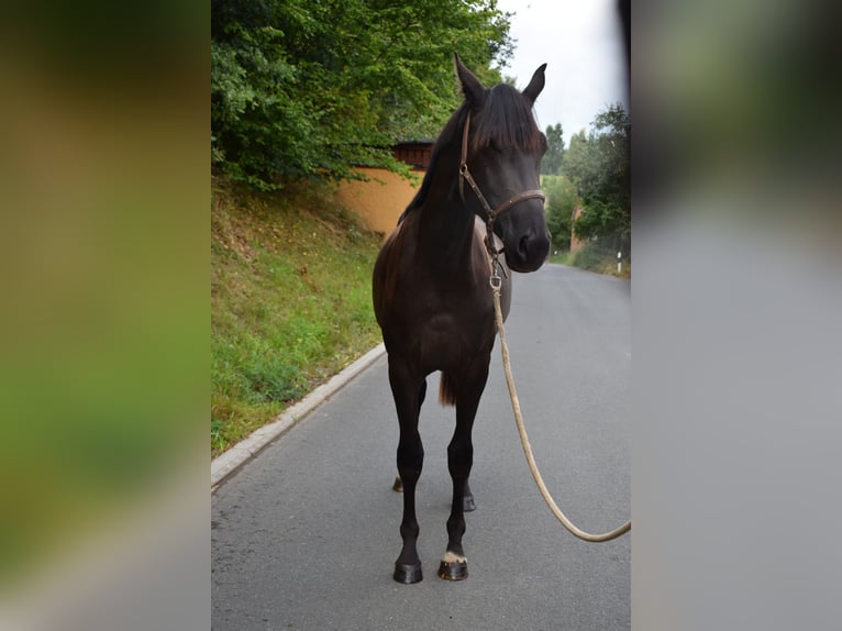 Hannoveraan Merrie 2 Jaar 165 cm Zwart in Hummeltal