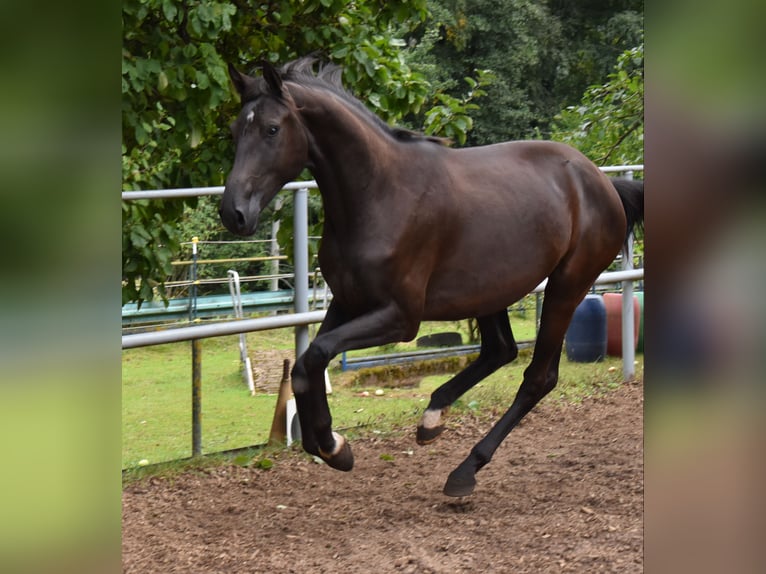 Hannoveraan Merrie 2 Jaar 165 cm Zwart in Hummeltal