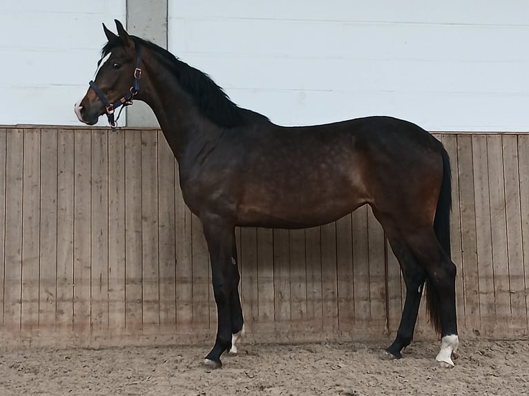 Hannoveraan Merrie 2 Jaar 167 cm Donkerbruin in Barenburg