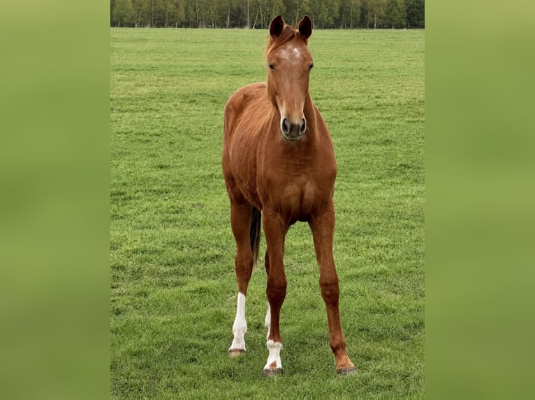 Hannoveraan Merrie 2 Jaar 167 cm Vos in Kirschdorf
