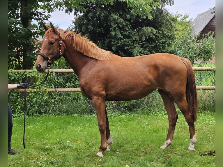 Hannoveraan Merrie 2 Jaar 167 cm Vos in Tespe