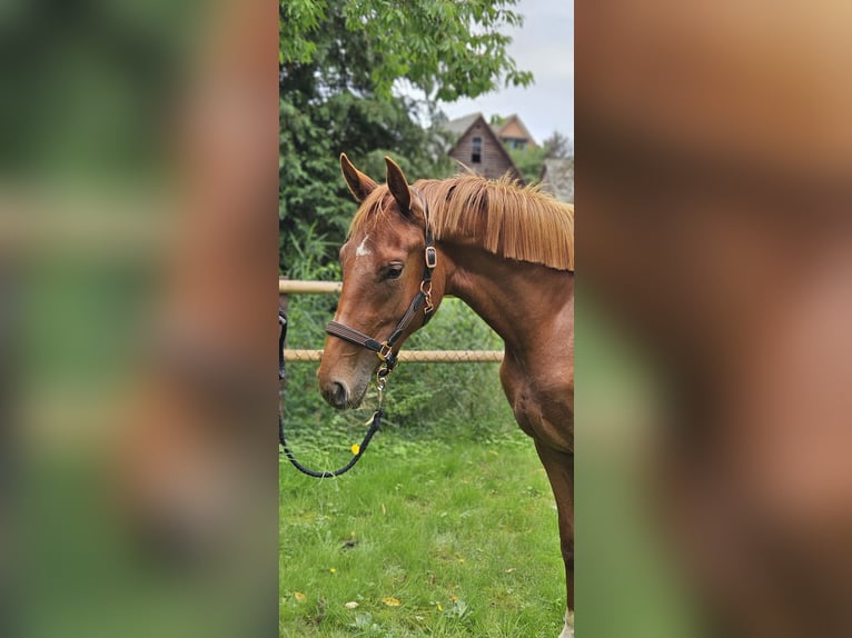 Hannoveraan Merrie 2 Jaar 167 cm Vos in Tespe