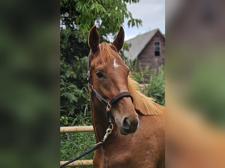 Hannoveraan Merrie 2 Jaar 167 cm Vos in Tespe