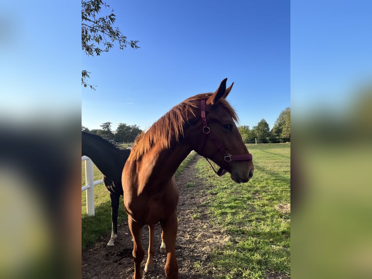 Hannoveraan Merrie 2 Jaar 167 cm Vos in Gartow