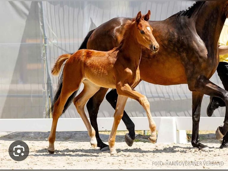 Hannoveraan Merrie 2 Jaar 167 cm Vos in Gartow