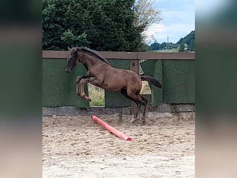 Hannoveraan Merrie 2 Jaar 167 cm Zwartbruin in Sinntal