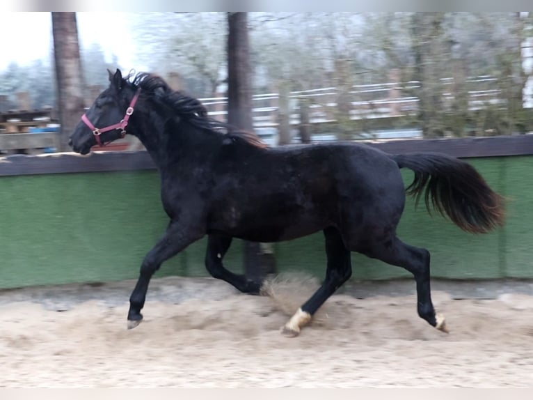 Hannoveraan Merrie 2 Jaar 167 cm Zwartbruin in Sinntal