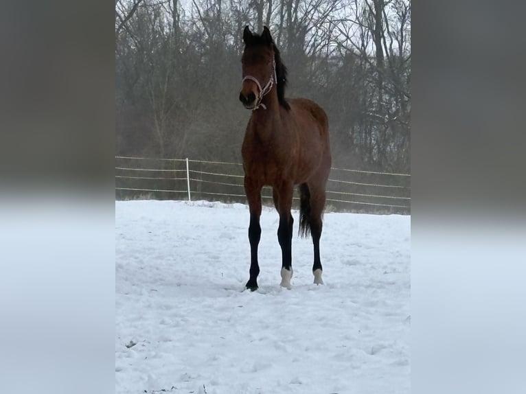 Hannoveraan Merrie 2 Jaar 168 cm Bruin in Eckartsberga