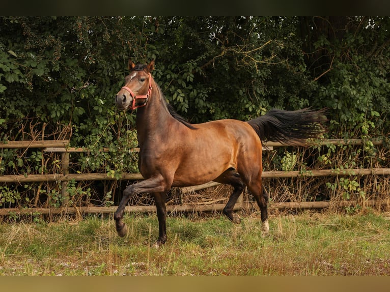 Hannoveraan Merrie 2 Jaar 168 cm Bruin in Moers