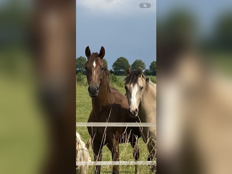 Hannoveraan Merrie 2 Jaar 168 cm Donkere-vos in Achim