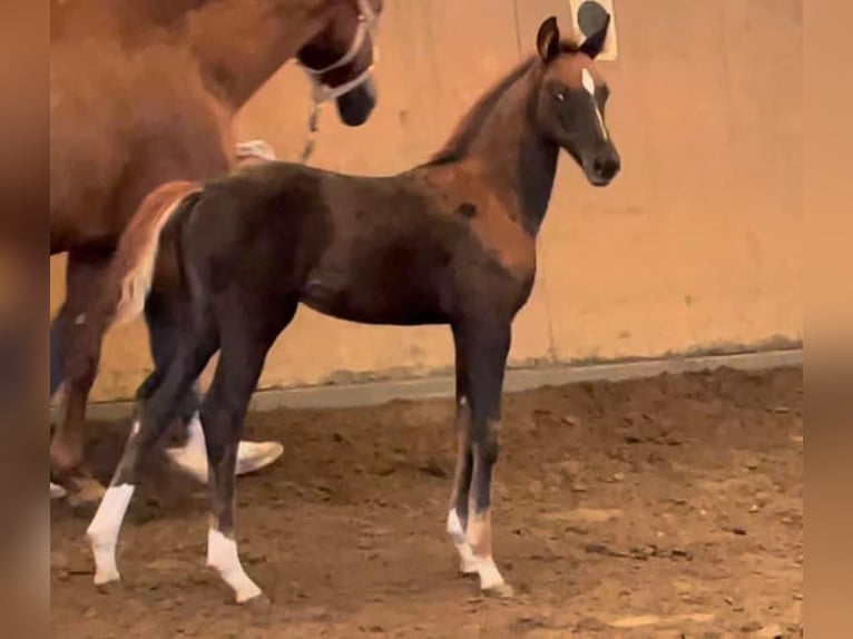 Hannoveraan Merrie 2 Jaar 168 cm Donkere-vos in Achim