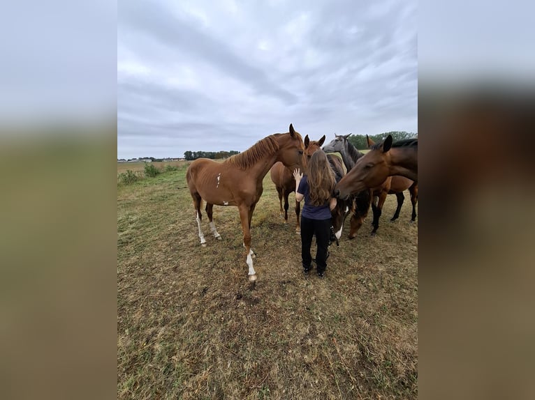 Hannoveraan Merrie 2 Jaar 168 cm Vos in Lutherstadt Wittenberg