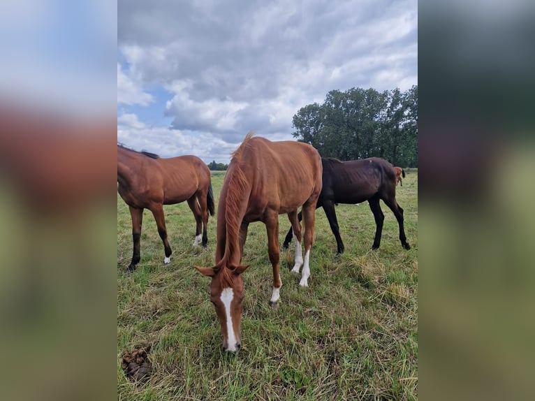 Hannoveraan Merrie 2 Jaar 168 cm Vos in Lutherstadt Wittenberg