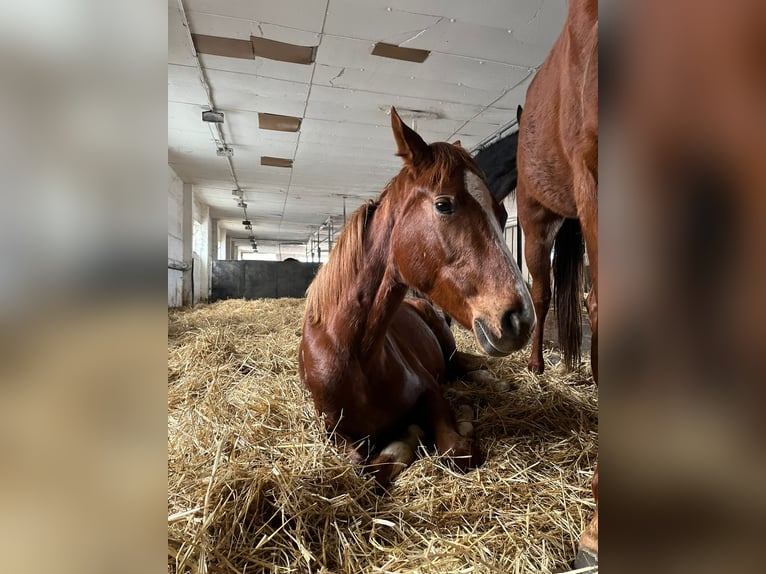 Hannoveraan Merrie 2 Jaar 168 cm Vos in Lutherstadt Wittenberg