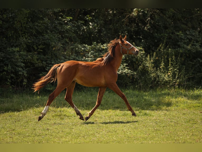 Hannoveraan Merrie 2 Jaar 168 cm Vos in Moers