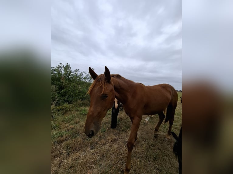 Hannoveraan Merrie 2 Jaar 168 cm Vos in Lutherstadt Wittenberg