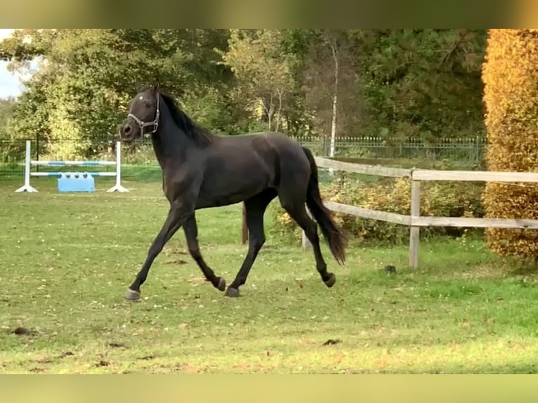 Hannoveraan Merrie 2 Jaar 168 cm Zwart in Adelheidsdorf