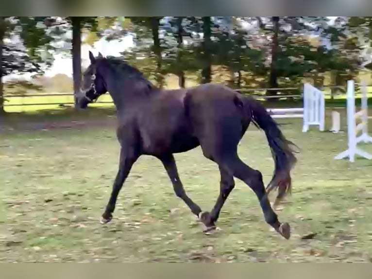 Hannoveraan Merrie 2 Jaar 168 cm Zwart in Adelheidsdorf