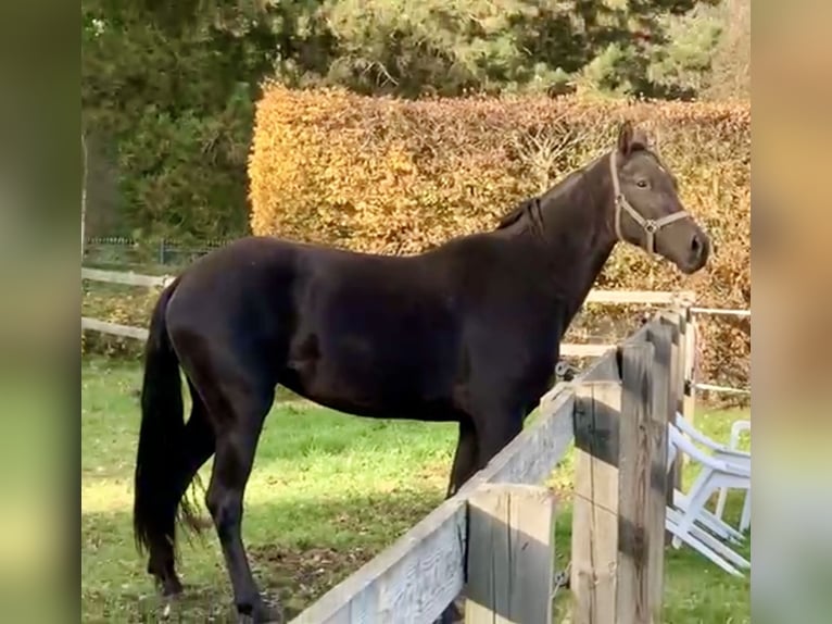 Hannoveraan Merrie 2 Jaar 168 cm Zwart in Adelheidsdorf