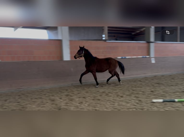 Hannoveraan Merrie 2 Jaar 169 cm Bruin in Langwedel