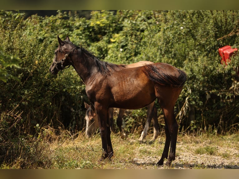 Hannoveraan Merrie 2 Jaar 169 cm Zwart in Moers