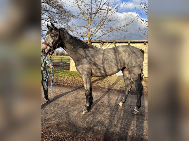 Hannoveraan Merrie 2 Jaar 170 cm Appelschimmel in Wagenfeld