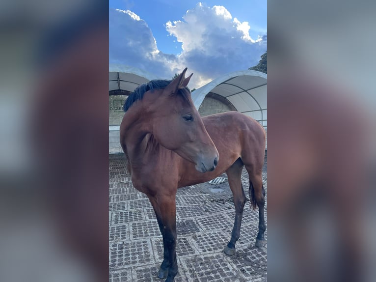 Hannoveraan Merrie 2 Jaar 170 cm Bruin in Mönchengladbach