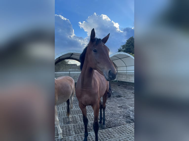 Hannoveraan Merrie 2 Jaar 170 cm Bruin in Mönchengladbach