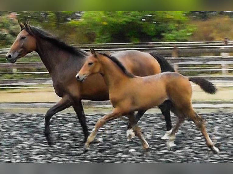 Hannoveraan Merrie 2 Jaar 170 cm Bruin in Neu-Eichenberg