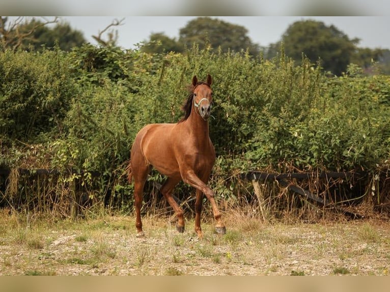 Hannoveraan Merrie 2 Jaar 170 cm Donkere-vos in Moers