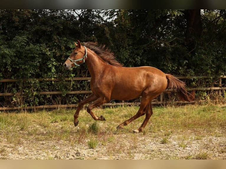 Hannoveraan Merrie 2 Jaar 170 cm Donkere-vos in Moers