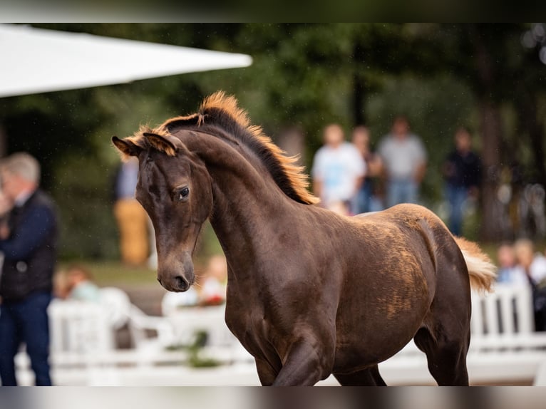 Hannoveraan Merrie 2 Jaar 170 cm Donkere-vos in Moers